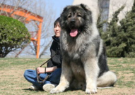 高加索犬图片,雄壮威武的猛犬风采