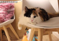 三花猫的两个老公娱乐吃瓜酱,娱乐吃瓜酱背后的故事