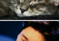 娱乐圈吃瓜猫咪是谁,娱乐圈吃瓜事件背后的神秘主角揭晓