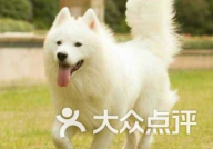 桐乡宠物娱乐,打造欢乐宠物乐园，共享温馨宠物时光